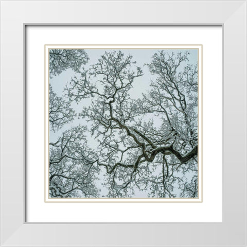 Winter Trees White Modern Wood Framed Art Print with Double Matting by Eichman, Andre