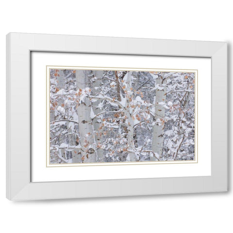 Winter Aspens Closeup White Modern Wood Framed Art Print with Double Matting by Majchrowicz, Alan