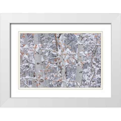 Winter Aspens Closeup White Modern Wood Framed Art Print with Double Matting by Majchrowicz, Alan