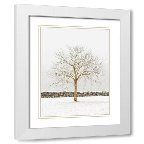 By the Stone Wall White Modern Wood Framed Art Print with Double Matting by Aledanda