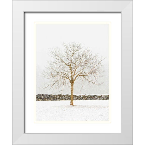 By the Stone Wall White Modern Wood Framed Art Print with Double Matting by Aledanda