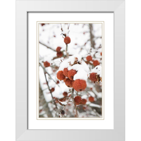 Snowcapped White Modern Wood Framed Art Print with Double Matting by Aledanda