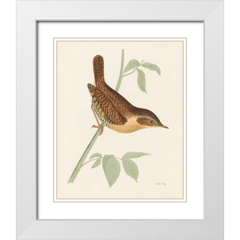 Engraved Birds I White Modern Wood Framed Art Print with Double Matting by Wild Apple Portfolio