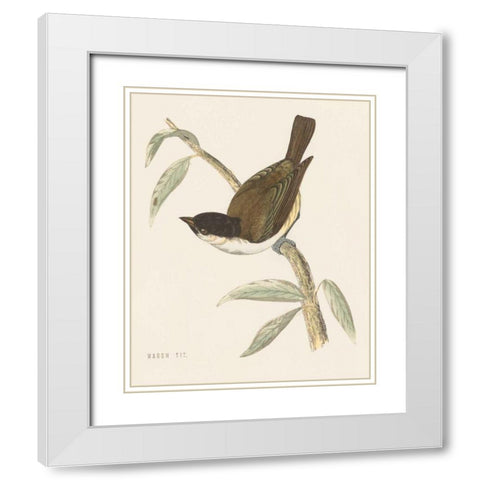 Engraved Birds II White Modern Wood Framed Art Print with Double Matting by Wild Apple Portfolio