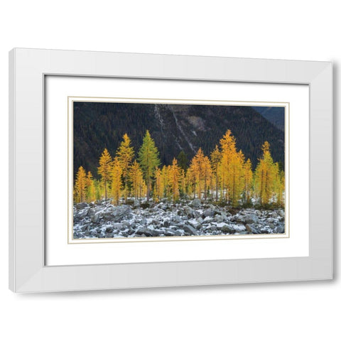 Alpine Larches North Cascades White Modern Wood Framed Art Print with Double Matting by Majchrowicz, Alan