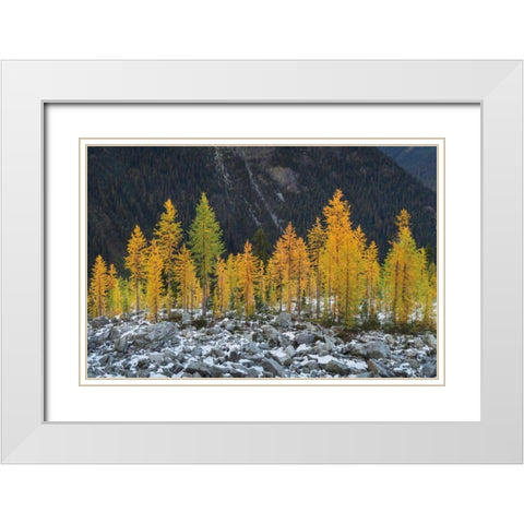 Alpine Larches North Cascades White Modern Wood Framed Art Print with Double Matting by Majchrowicz, Alan