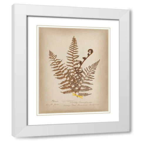 Ferns in Book IV White Modern Wood Framed Art Print with Double Matting by Wild Apple Portfolio