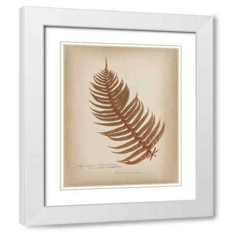 Ferns in Book V Burgundy White Modern Wood Framed Art Print with Double Matting by Wild Apple Portfolio