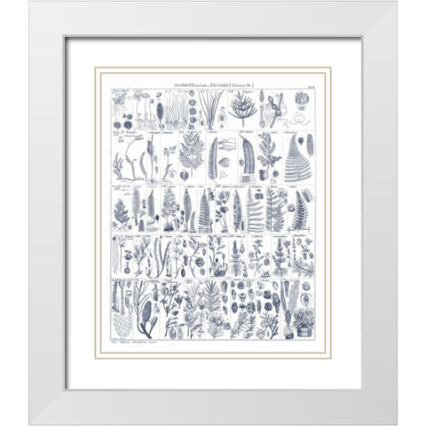 Fern Chart on White Navy White Modern Wood Framed Art Print with Double Matting by Wild Apple Portfolio