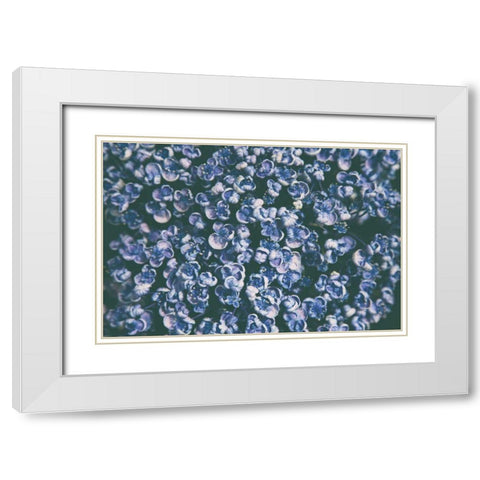 Lilac Closeup White Modern Wood Framed Art Print with Double Matting by Aledanda