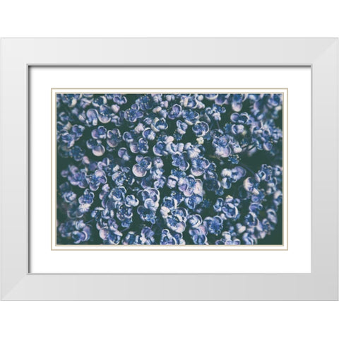 Lilac Closeup White Modern Wood Framed Art Print with Double Matting by Aledanda