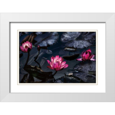 Waterlilies White Modern Wood Framed Art Print with Double Matting by Catterall, Elise
