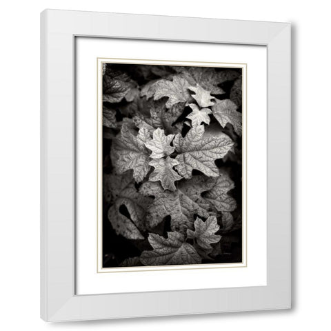 Hydrangea Leaves in Black and White White Modern Wood Framed Art Print with Double Matting by Van Swearingen, Debra