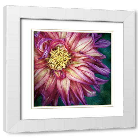 Dahlia I White Modern Wood Framed Art Print with Double Matting by Van Swearingen, Debra