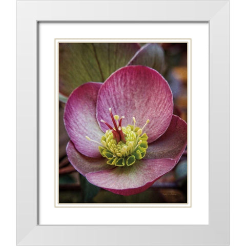 Lenton Rose IV White Modern Wood Framed Art Print with Double Matting by Van Swearingen, Debra