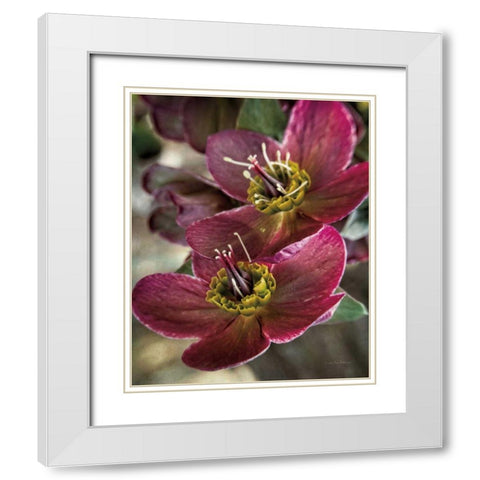 Lenton Rose V White Modern Wood Framed Art Print with Double Matting by Van Swearingen, Debra