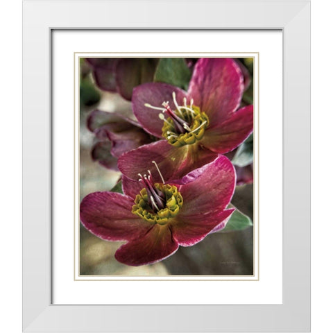 Lenton Rose V White Modern Wood Framed Art Print with Double Matting by Van Swearingen, Debra