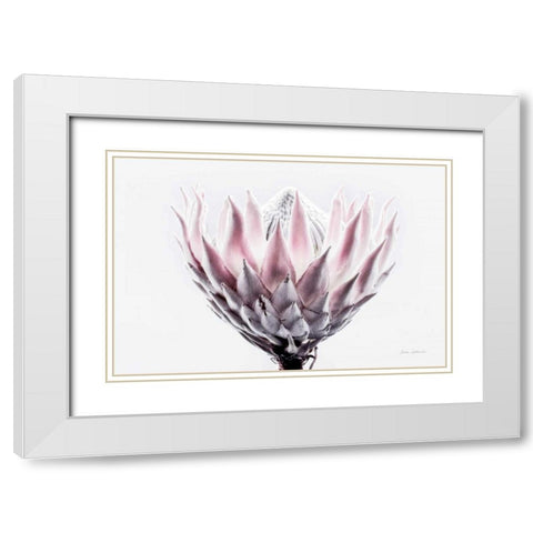 Pale Protea Detail II White Modern Wood Framed Art Print with Double Matting by Catterall, Elise