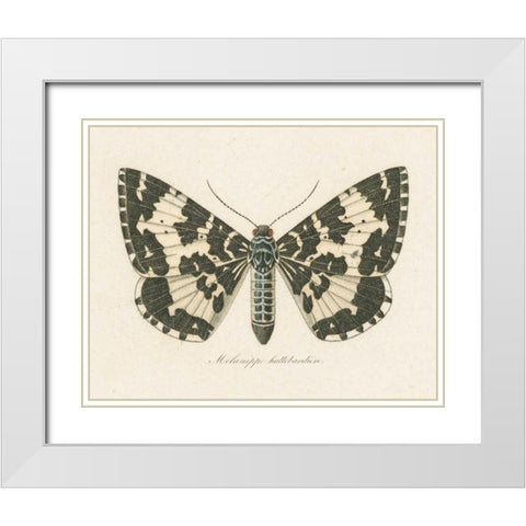 Natures Butterfly II White Modern Wood Framed Art Print with Double Matting by Wild Apple Portfolio