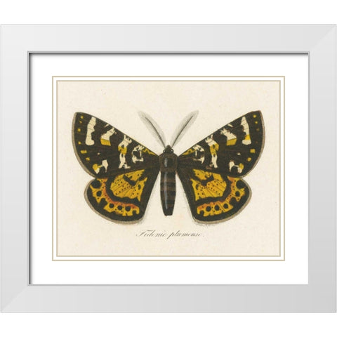 Natures Butterfly V White Modern Wood Framed Art Print with Double Matting by Wild Apple Portfolio