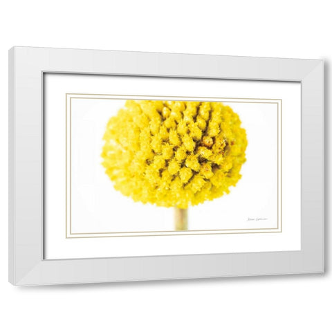 Craspedia IV White Modern Wood Framed Art Print with Double Matting by Catterall, Elise