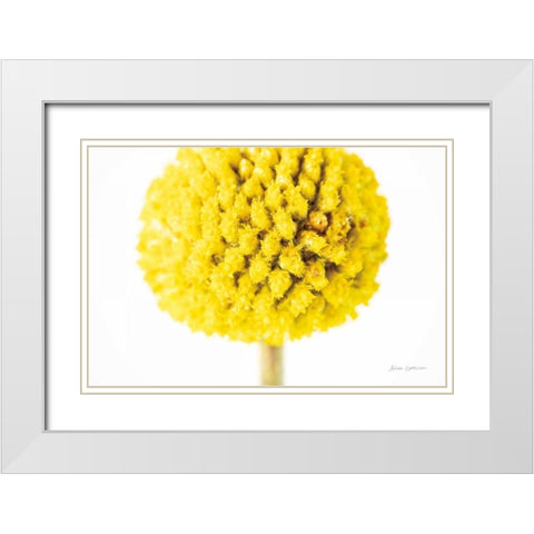 Craspedia IV White Modern Wood Framed Art Print with Double Matting by Catterall, Elise