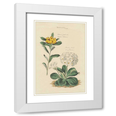 Botanical Print II White Modern Wood Framed Art Print with Double Matting by Wild Apple Portfolio