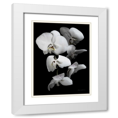 White Orchid III White Modern Wood Framed Art Print with Double Matting by Catterall, Elise