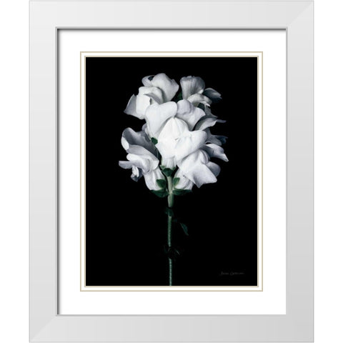 White Snapdragon White Modern Wood Framed Art Print with Double Matting by Catterall, Elise