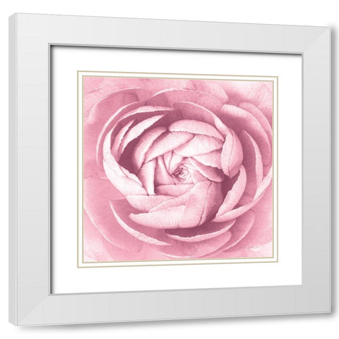 Pale Pink Ranunculus Crop White Modern Wood Framed Art Print with Double Matting by Catterall, Elise