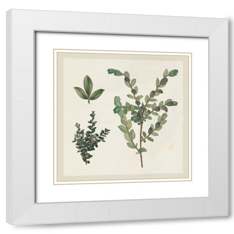 Victorian Garden Chart II White Modern Wood Framed Art Print with Double Matting by Wild Apple Portfolio