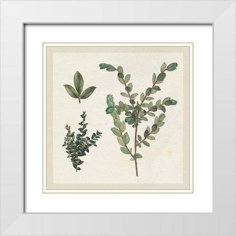 Victorian Garden Chart II White Modern Wood Framed Art Print with Double Matting by Wild Apple Portfolio