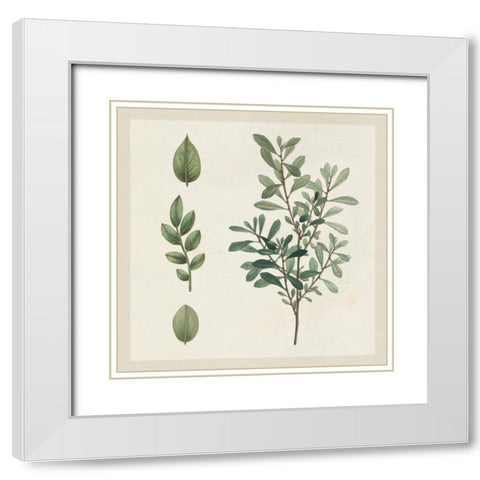 Victorian Garden Chart III White Modern Wood Framed Art Print with Double Matting by Wild Apple Portfolio