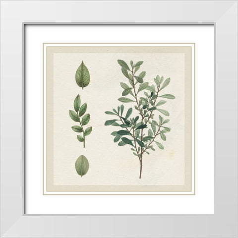 Victorian Garden Chart III White Modern Wood Framed Art Print with Double Matting by Wild Apple Portfolio