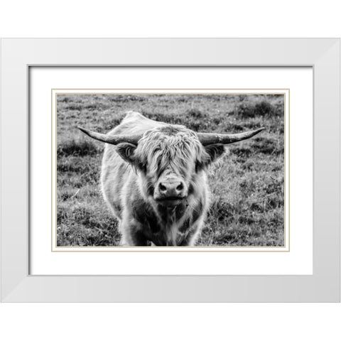 Highland Cow Staring Contest White Modern Wood Framed Art Print with Double Matting by Larson, Nathan