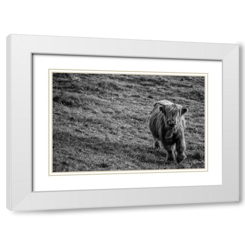 Highland Cow Calf in the Wind White Modern Wood Framed Art Print with Double Matting by Larson, Nathan