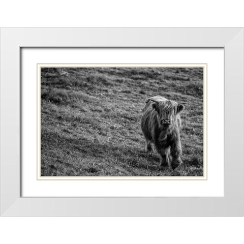 Highland Cow Calf in the Wind White Modern Wood Framed Art Print with Double Matting by Larson, Nathan