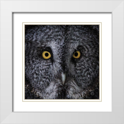 Great Grey Owl White Modern Wood Framed Art Print with Double Matting by Larson, Nathan
