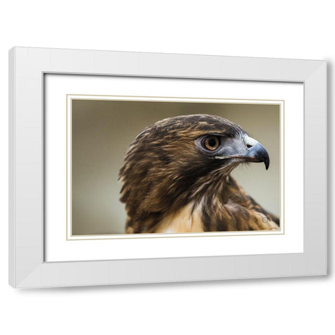 Red Tailed Hawk Profile White Modern Wood Framed Art Print with Double Matting by Larson, Nathan