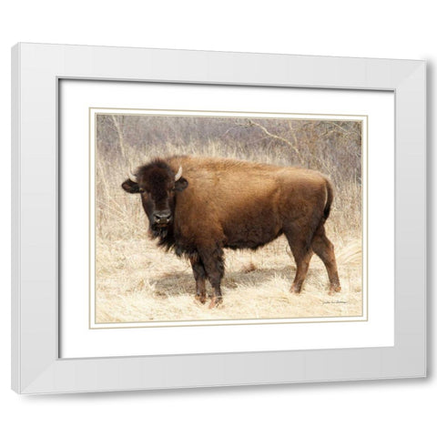 American Bison I White Modern Wood Framed Art Print with Double Matting by Van Swearingen, Debra