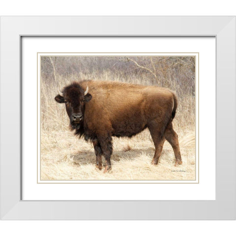 American Bison I White Modern Wood Framed Art Print with Double Matting by Van Swearingen, Debra