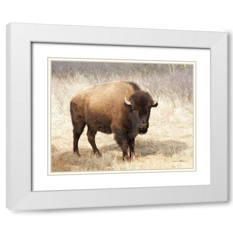 American Bison II White Modern Wood Framed Art Print with Double Matting by Van Swearingen, Debra