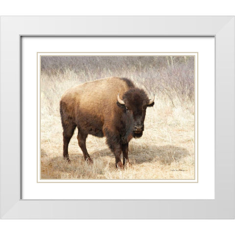 American Bison II White Modern Wood Framed Art Print with Double Matting by Van Swearingen, Debra