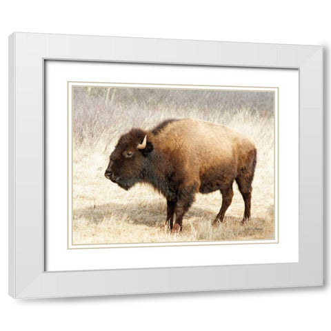 American Bison III White Modern Wood Framed Art Print with Double Matting by Van Swearingen, Debra