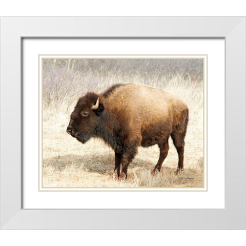American Bison III White Modern Wood Framed Art Print with Double Matting by Van Swearingen, Debra