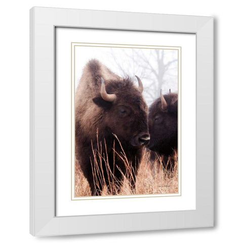 American Bison VI White Modern Wood Framed Art Print with Double Matting by Van Swearingen, Debra