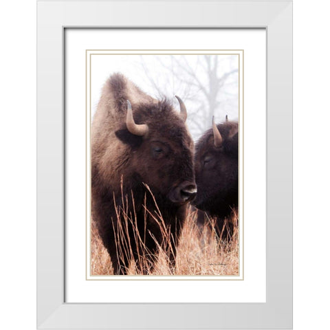 American Bison VI White Modern Wood Framed Art Print with Double Matting by Van Swearingen, Debra