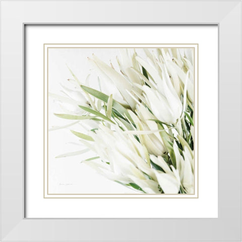 Leucadendron Oasis Crop White Modern Wood Framed Art Print with Double Matting by Catterall, Elise