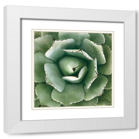 Cactus Verde II Green White Modern Wood Framed Art Print with Double Matting by Goldstein, Ed