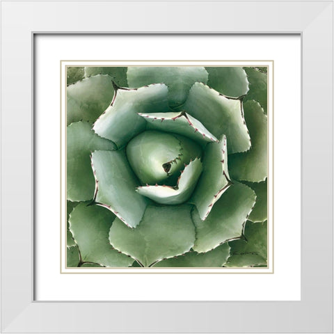 Cactus Verde II Green White Modern Wood Framed Art Print with Double Matting by Goldstein, Ed